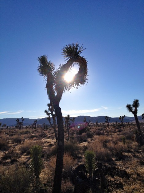joshuatree-sun